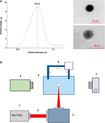 Case Report: Investigation of the Time Evolution of Optical Breakdown Plasma During Irradiation of Aqueous Solutions of Fe Nanoparticles